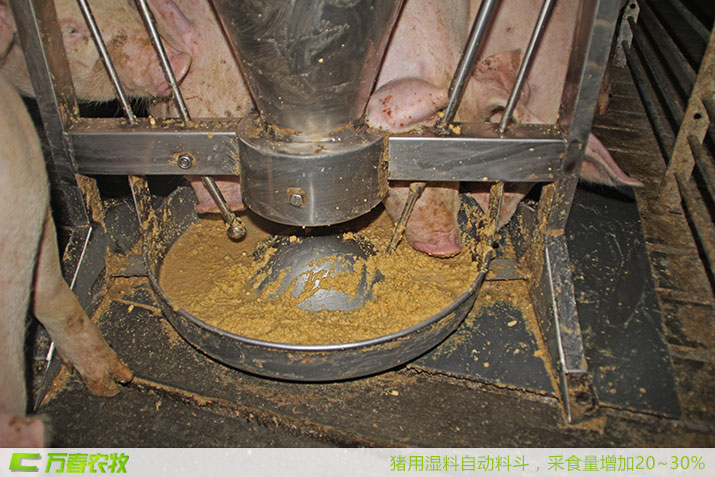 四川萬春豬用稀料自動(dòng)飼喂器