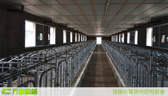 采用四川萬春機械母豬定位欄的規(guī)?；B(yǎng)豬場豬舍